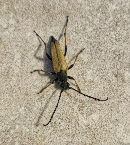 Stictoleptura rubra